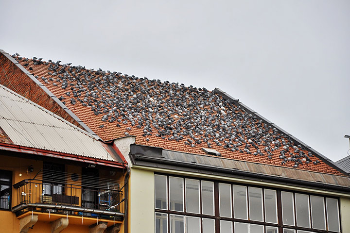 A2B Pest Control are able to install spikes to deter birds from roofs in Sutton. 
