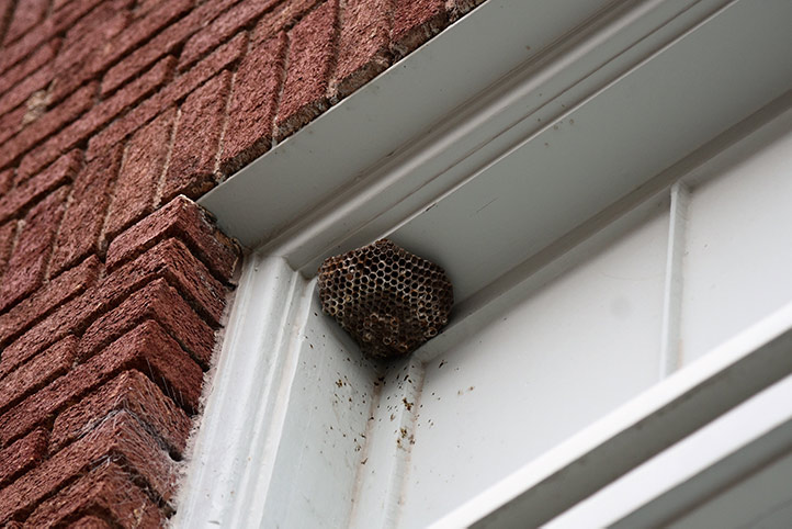 We provide a wasp nest removal service for domestic and commercial properties in Sutton.